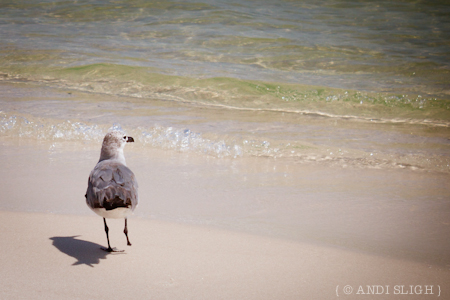 seagull, disability, beach